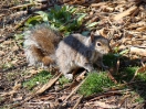 01-April -Common Ground Squirrel - New York City